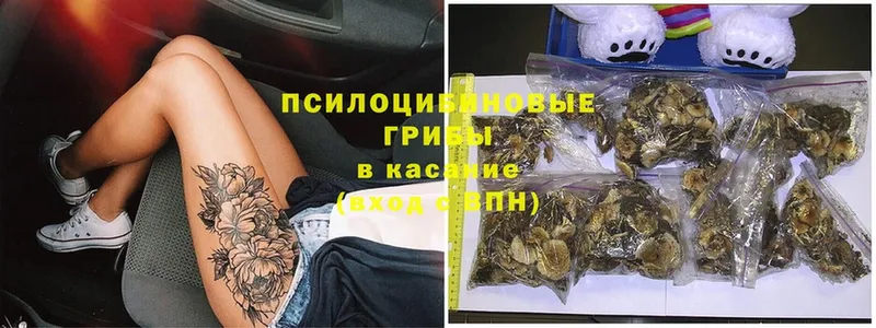 Галлюциногенные грибы Psilocybe  Завитинск 